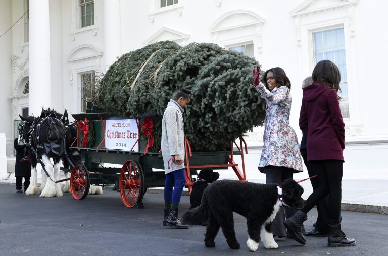First lady Michelle Obama waves to the press as the tree arrives. Her daughters Sasha and Malia, and dogs Bo and Sunny also participated. (AP Photo/Susan Walsh)