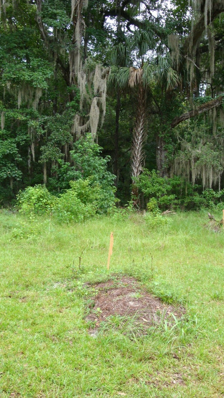 ADVANCE FOR WEEKEND OF SEPT. 13-14 - This photo taken on Aug. 8, 2014, shows the natural gravesite of Stewart Kohn of Sarasota, Fla., who was buried in Nov. 19, 2013, at the Prairie Creek Conservation Cemetery near Gainesville, Fla. His natural grave is surrounded by a stand of oak, hickory and cabbage palms. Green burials are an increasingly available option that returns to the pre-Civil War custom of placing an unembalmed body in a hand-dug grave, wrapped in a shroud or encased in a biodegradable container. (AP Photo/Sarasota Herald-Tribune, Barbara Peters Smith)  PORT CHARLOTTE OUT; BRADENTON HERALD OUT; TV OUT;  ONLINE OUT
