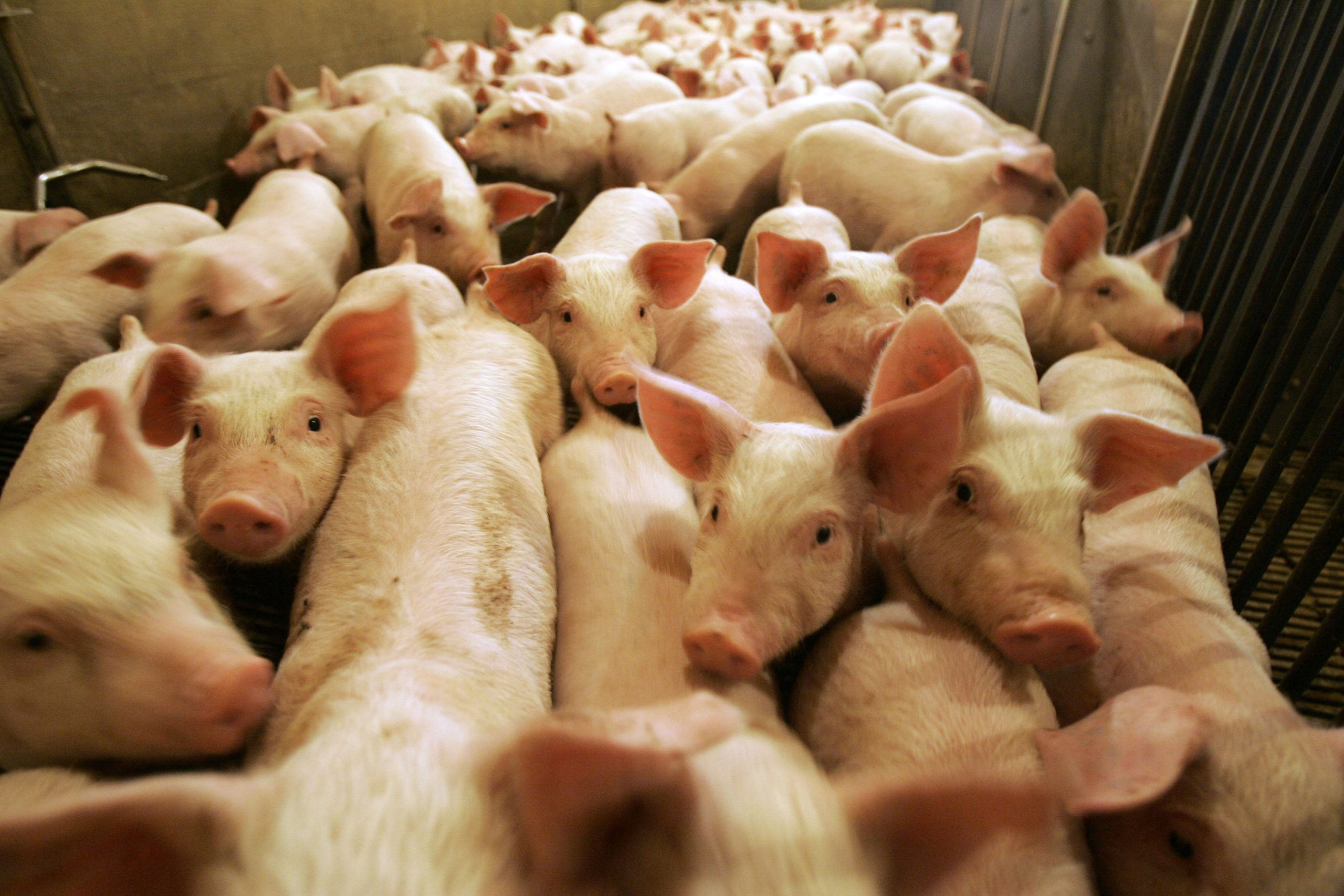 Pig farms rebound from virus; meat prices may drop