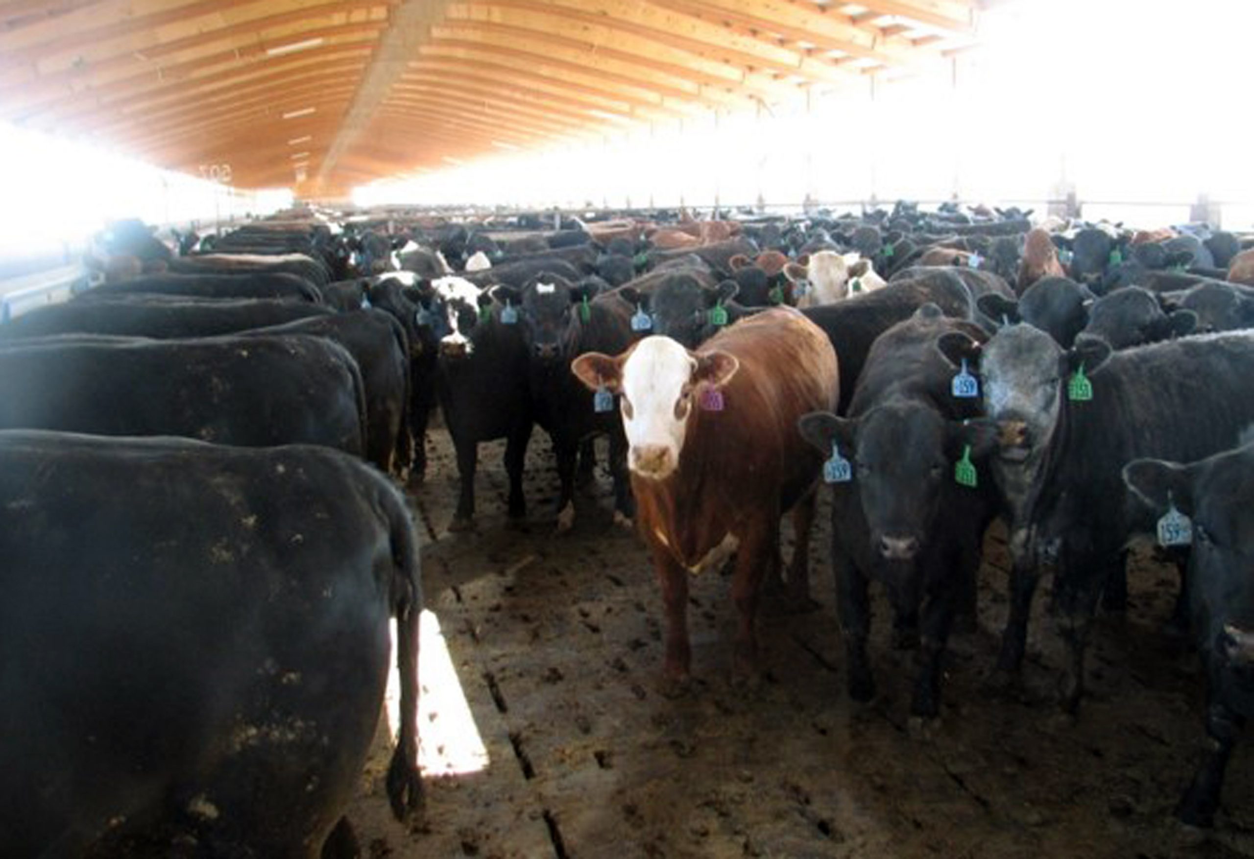 Regent defends Iowa State study at his cattle farm