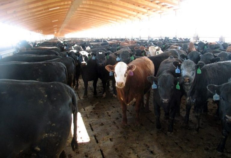 In this 2014 photo provided by Iowa State University cattle stand on rubber mats at a  confinement owned by Summit Farms LLC of Alden, Iowa. University researchers have been working with Summit Farms _ which is owned by Iowa Board of Regents President Bruce Rastetter _ to study whether cattle grow bigger and healthier with less feed if they stand on rubber mats instead of concrete. (AP Photo/Iowa State University)