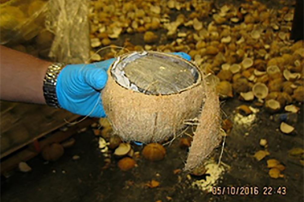 Border Patrol seizes coconuts packed with 1,423 pounds of alleged pot
