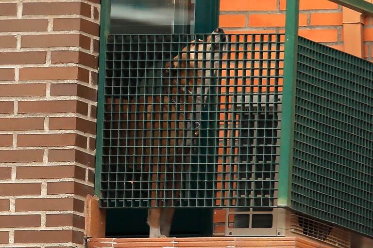 Excalibur, the dog of the Spanish nurse infected with Ebola, barks from her balcony  in Madrid, Spain, Wednesday, Oct. 8, 2014. Three more people were placed under quarantine for Ebola at a Madrid hospital where a Spanish nurse became infected, authorities said Thursday. More than 50 other possible contacts were being monitored. The nurse, who had cared for a Spanish priest who died of Ebola, was the first case of Ebola being transmitted outside of West Africa, where a months-long outbreak has killed at least 3,500 people and infected at least twice as many. (AP Photo/Andres Kudacki)