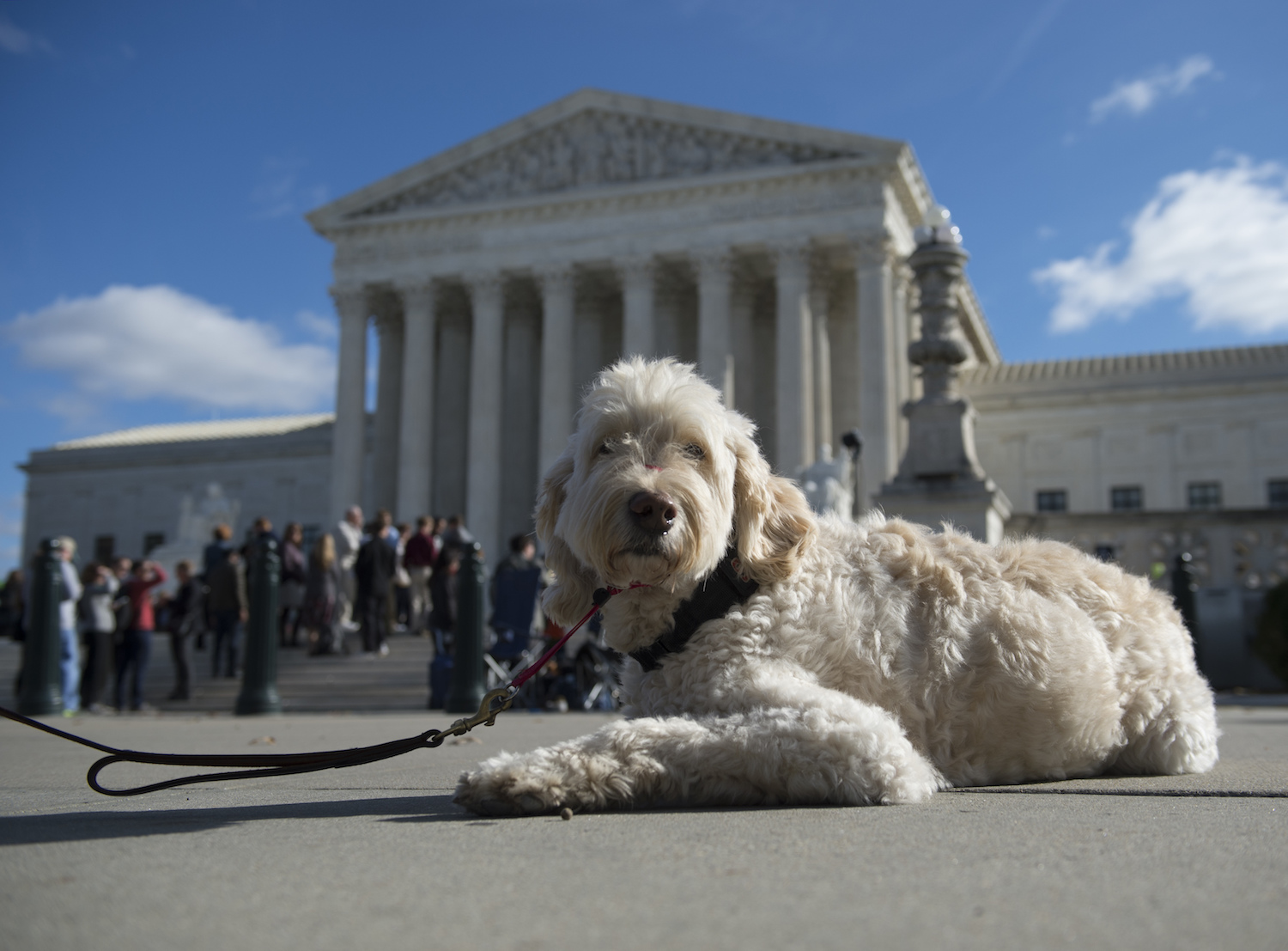 Supreme Court sends ‘Wonder’ dog case back to lower court