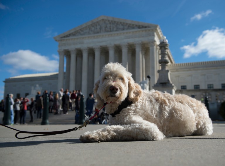 Justices unanimously rule the kindergartener's parents can sue school for denying her service dog. (AP Photo/Molly Riley)