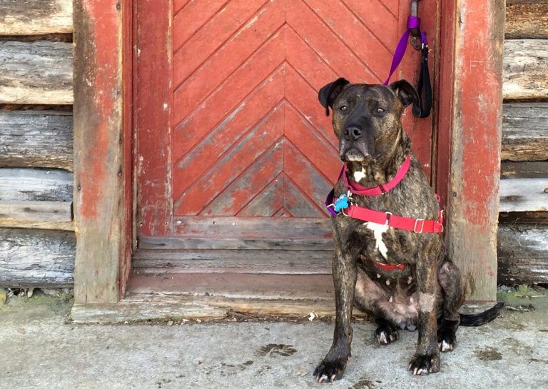 Calmer, potty-trained old dogs find new homes