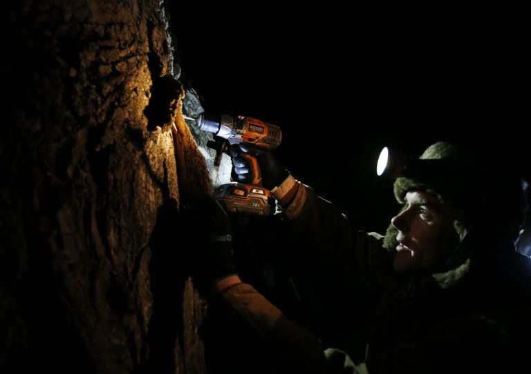 In this March 9, 2014 photo, Turtle Lane Maple farmer Paul Boulanger taps a maple tree by headlamp Sunday evening in North Andover, Mass. Maple syrup season is finally under way in Massachusetts after getting off to a slow start because of unusually cold weather. (AP Photo/Elise Amendola)