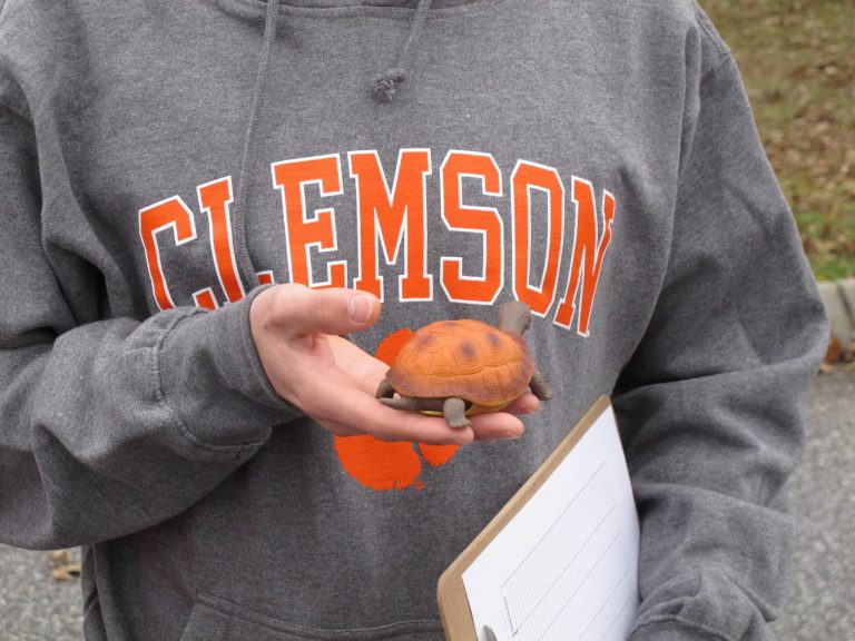   In this Dec. 12, 2012 photo, Clemson University student Nathan Weaver holds a fake turtle he is using in his research to try and save the animals in Clemson, S.C. Weaver is placing the fake turtle in roads near campus and seeing how many drivers intentionally run over it. (AP Photo/Jeffrey Collins)  