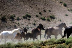 Unbridled Affection