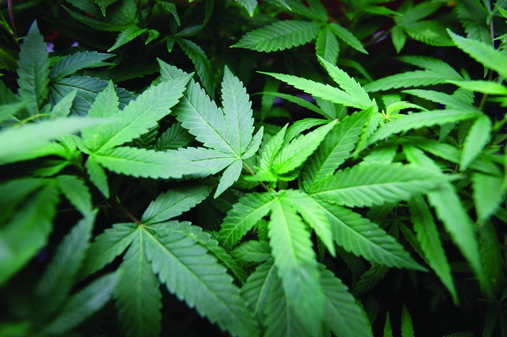 Pot industry feels burned by Obama