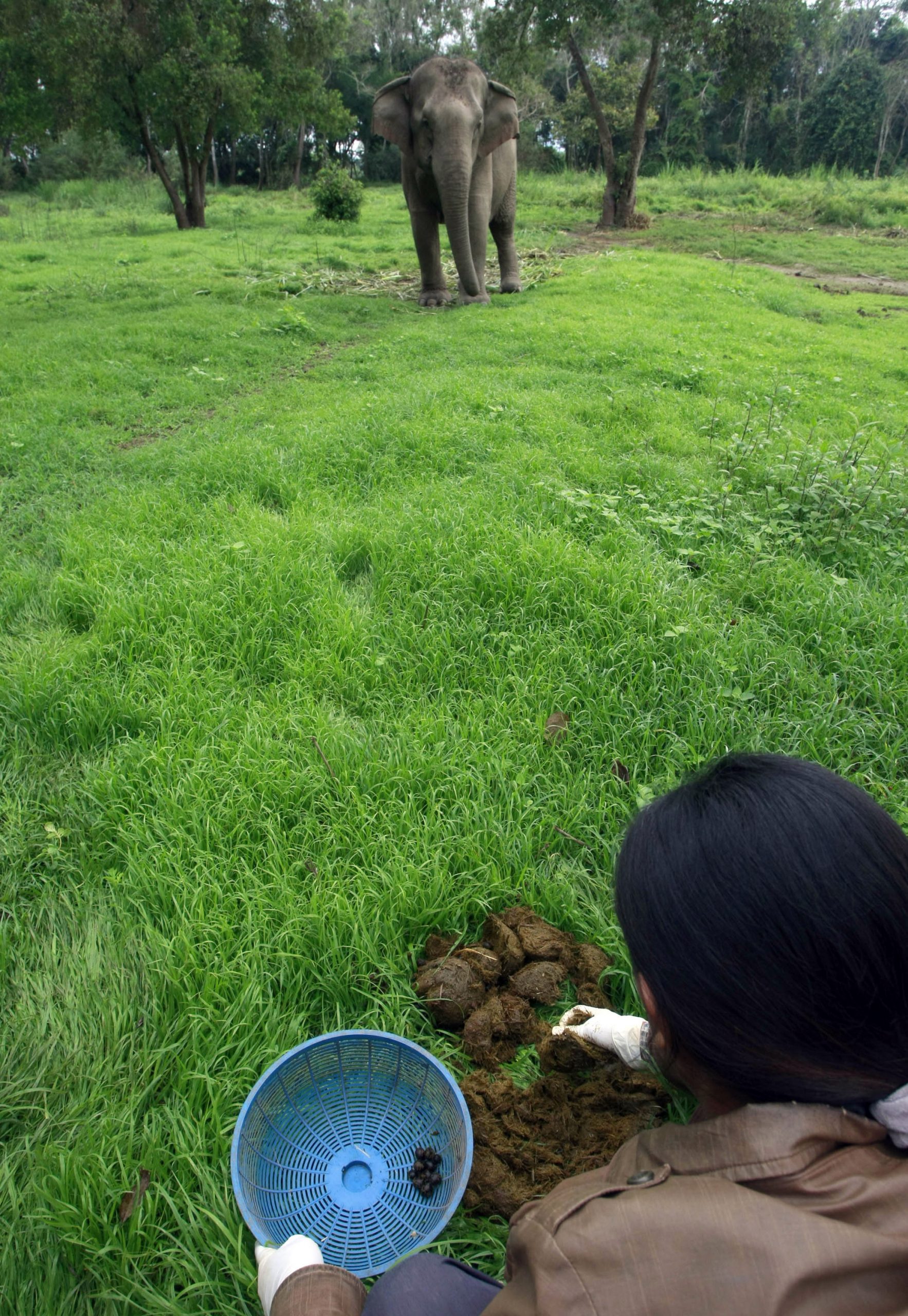 Coffee from an elephant’s gut fills a $50 cup
