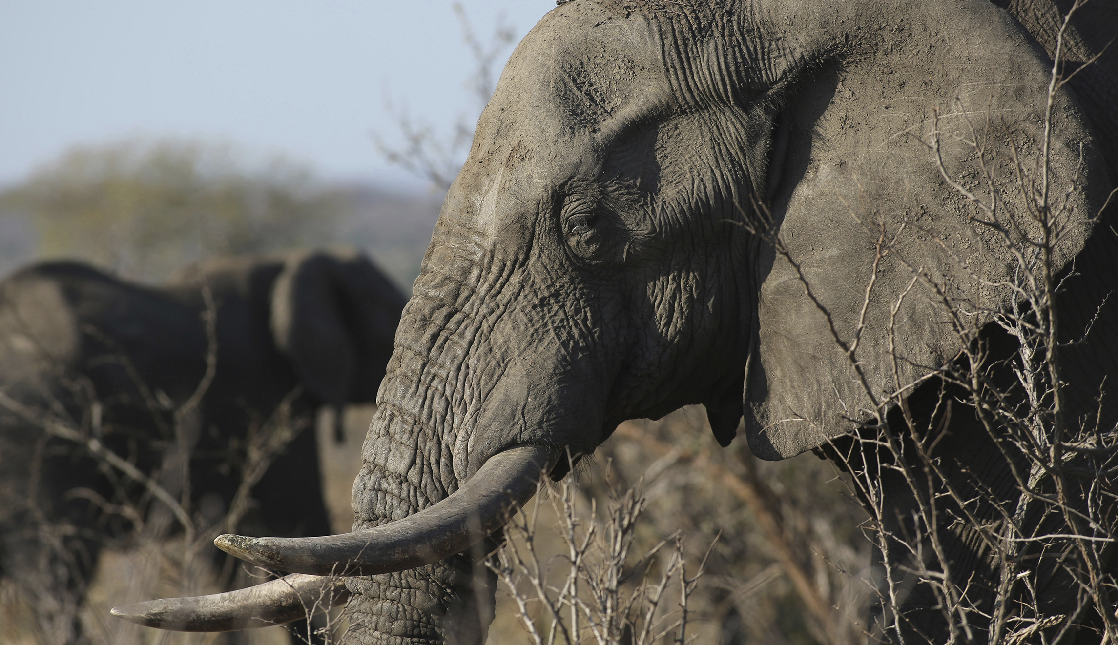 Advocacy groups grapple with why Trump overruled his administration on elephant trophies from Zimbabwe