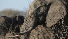 Advocacy groups grapple with why Trump overruled his administration on elephant trophies from Zimbabwe