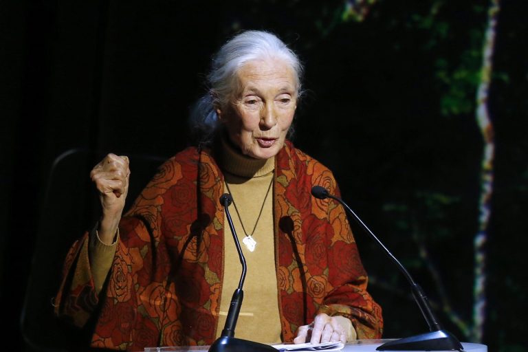 Male chimpanzees try to impress rivals with aggressive behavior, Goodall said. (AP Photo/Francois Mori, File)