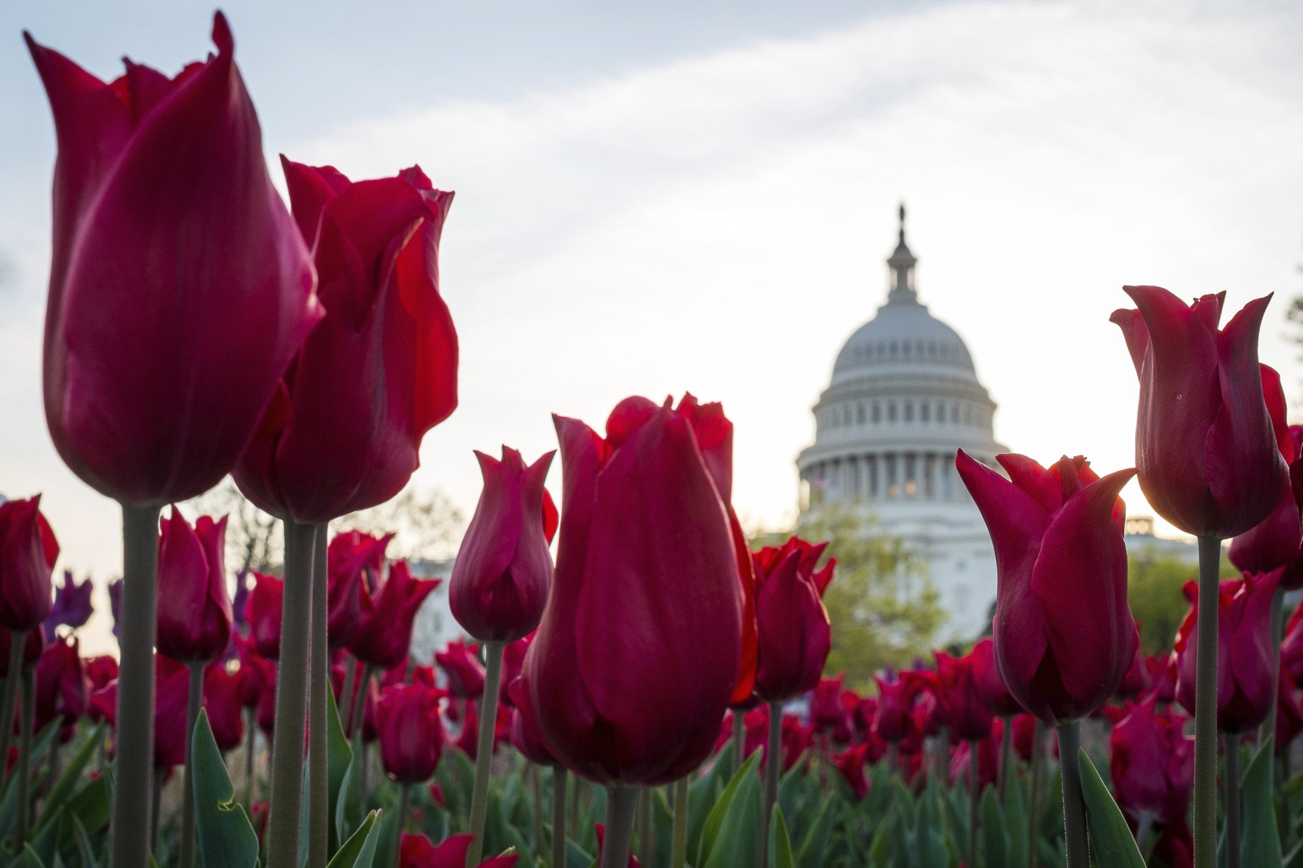 Lawmakers return to vote on business tax breaks, possible contempt charge against ex-IRS official