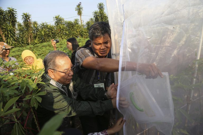 Agricultural officers release parasitoid wasps (Anagyrus lopezi) inside a cage at a cassava field in Bogor, West Java, Indonesia, Wednesday, Sept. 24, 2014. They are the size of a pinhead and don't even pack a sting, but these tiny wasps are cold-blooded killers nonetheless. They work as nature's SWAT team, neutralizing a pest that threatens to destroy one of the developing world's most important staple foods: cassava. The wasps are being released in Indonesia, the latest country threatened by the mealybug. It's a white fuzzy-looking insect shaped like a pill that's been making its way across Southeast Asia's fields for the past six years. Scientists will put 2,000 wasps into a holding cage at an affected field in Bogor. They will be monitored to see how well they handle local conditions as they multiply to an expected 300,000 over the next month before being released into the wild to start their relentless killing spree.  (AP Photo/Tatan syuflana)