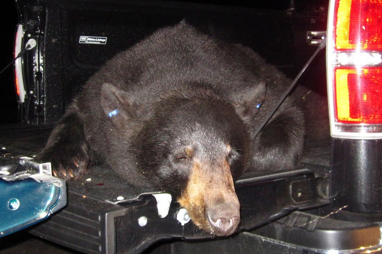   This Monday, June 11, 2012 photo, released by the Massachusetts Executive Office of Energy and Environmental Affairs, shows a tranquilized black bear captured by officials in Wellfleet, Mass., on Cape Cod. The bear, which officials think swam across the Cape Cod Canal in late May, was successfully returned to the Massachusetts mainland. (AP Photo/Massachusetts Executive Office of Energy and Environmental Affairs)  