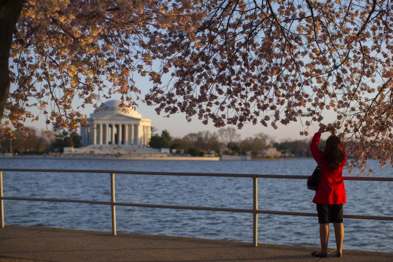 Cherry blossoms reach peak bloom on target in DC