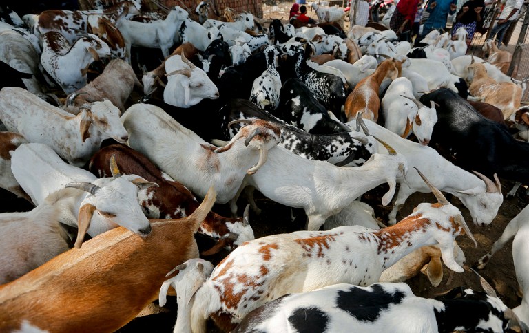 Goats are kept for sale at a livestock market on the eve of Eid al-Adha in Ahmadabad, India, Monday, Sept. 12, 2016. Muslims worldwide are celebrating Eid al-Adha, or 