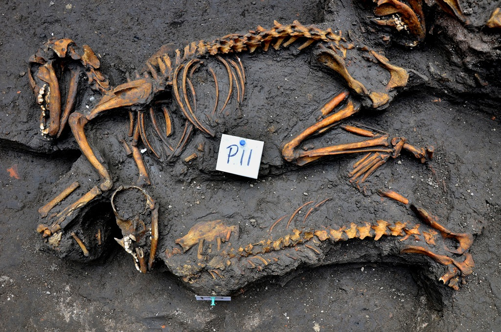 Aztec dog burial site found in Mexico City