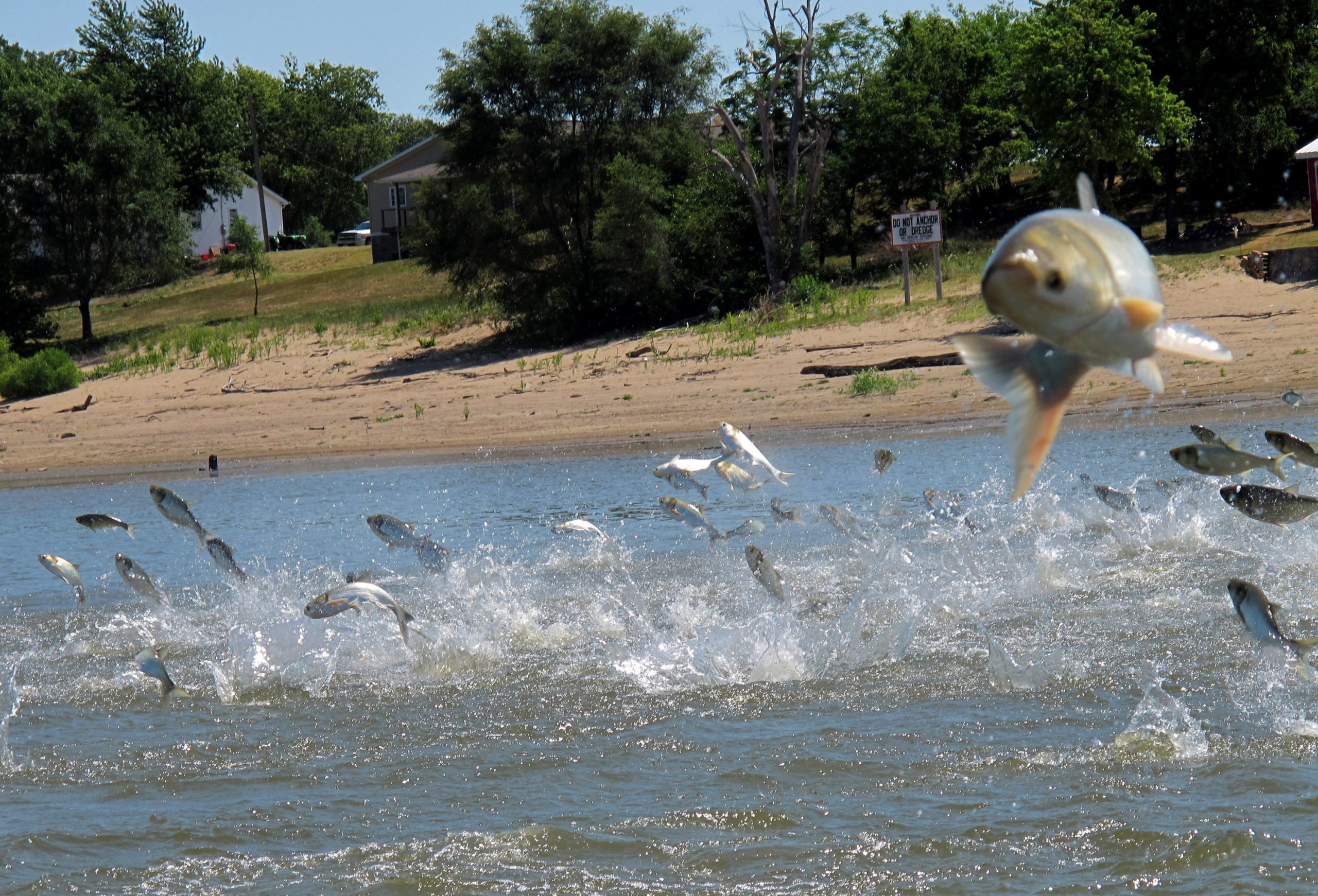 Illinois, Michigan join forces to stop Asian carp invasion in Great Lakes