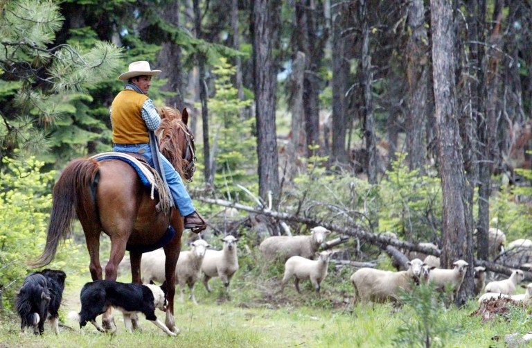 An estimated 2,000-2,500 shepherds come into the U.S. each year through the visa program.Â (AP Photo/Rick Bowmer)