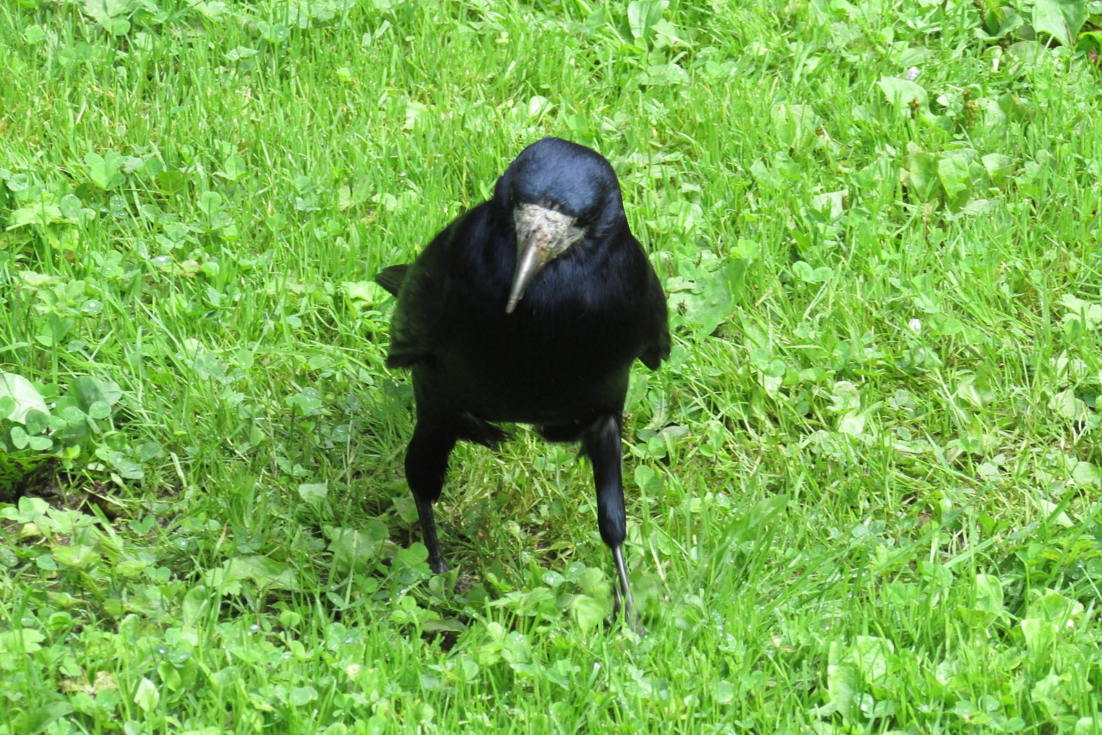 Prufrock: Vicious and Playful Ravens, German Art after the War, and Heavenly Proofs