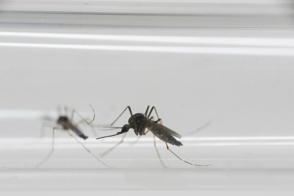 GOP sets mid-June goal for Zika bill