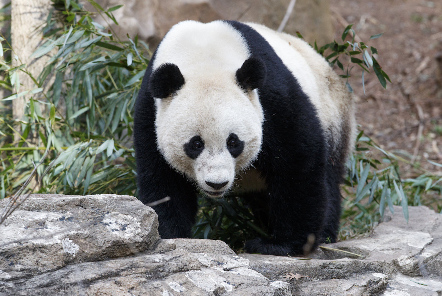 Bao Bao arrives in China after 16-hour flight