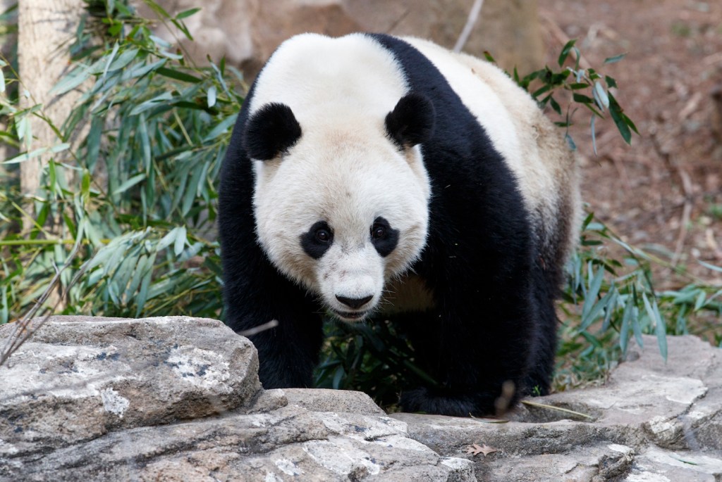 Bao Bao arrives in China after 16-hour flight