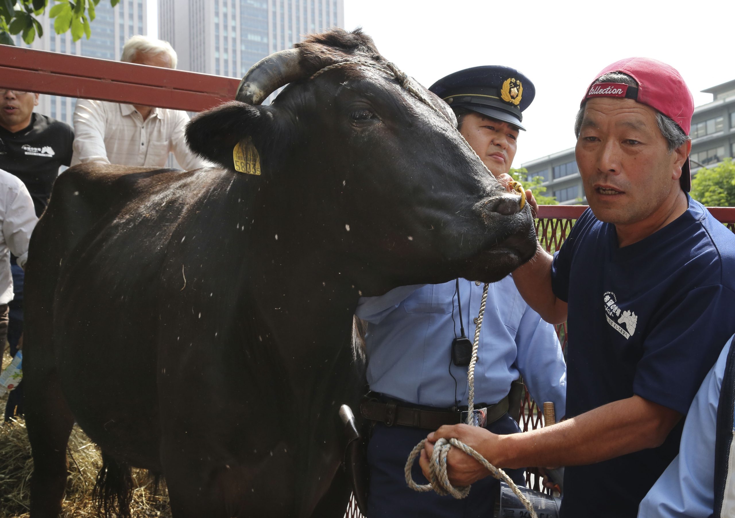 Fukushima farmers appeal to Tokyo with live bull