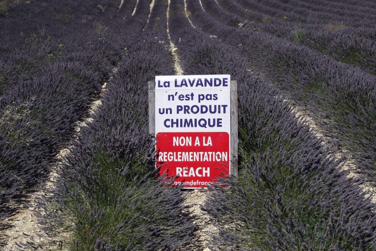 In this picture taken Wednesday, Aug. 27, 2014, a poster in a field of lavender reads 