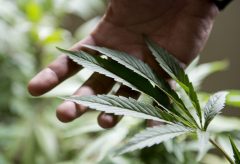 Federal rules prevent Virginia public housing authorities from allowing marijuana