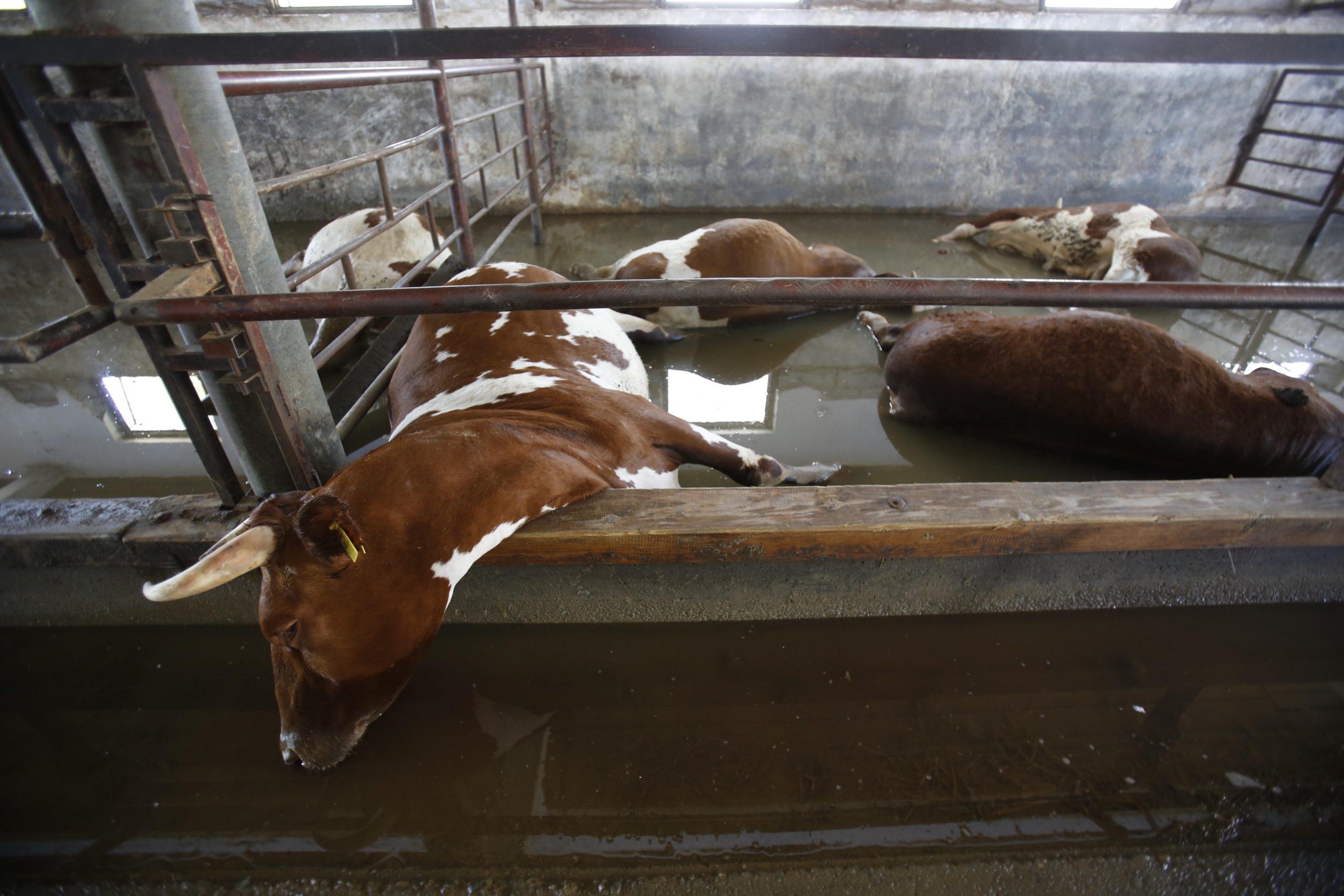 Tons of drowned livestock a new Balkan threat