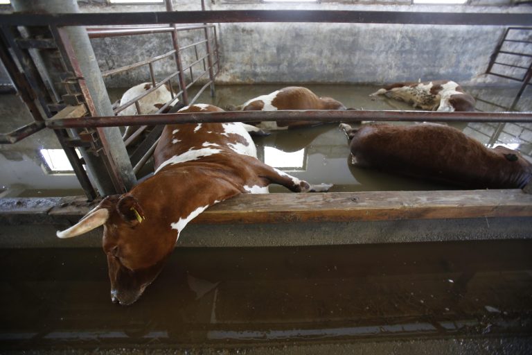 Dead cows wait to taken away by the Bosnian military from a farm near the Bosnian town of Bosanski Samac along river Sava, 200 kms north of Bosnian capital of Sarajevo, on Tuesday, May 20, 2014. A new calamity emerged Tuesday in the flood-hit Balkans even as emergency workers battled overflowing rivers and evacuated thousands: tons of drowned livestock were posing a health hazard.  With the rainfall stopping and temperatures rising, the withdrawing floodwaters revealed a harrowing sight: thousands of dead cows, pigs, sheep, dogs and other animals that were left behind after their panicked owners fled rapidly advancing torrents.  (AP Photo/Amel Emric)