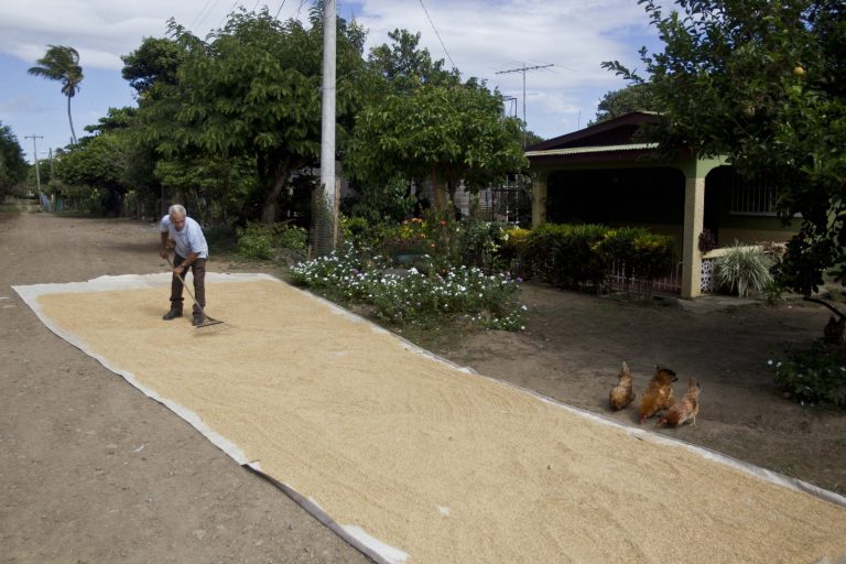 FILE - In this Dec. 5, 2013 file photo, Rodolfo Molina, an 81-year-old retired mechanic, dries rice for storage outside his home where he has lived for 40 years in Rivas, Nicaragua. Rivas is the town where the first phase of an Inter-Oceanic canal is planned to be built in 2014. Teams from the China-based HKND Group have been interviewing property owners in Rivas, alarming homeowners who fear they'll lose their homes. (AP Photo/Esteban Felix, File)