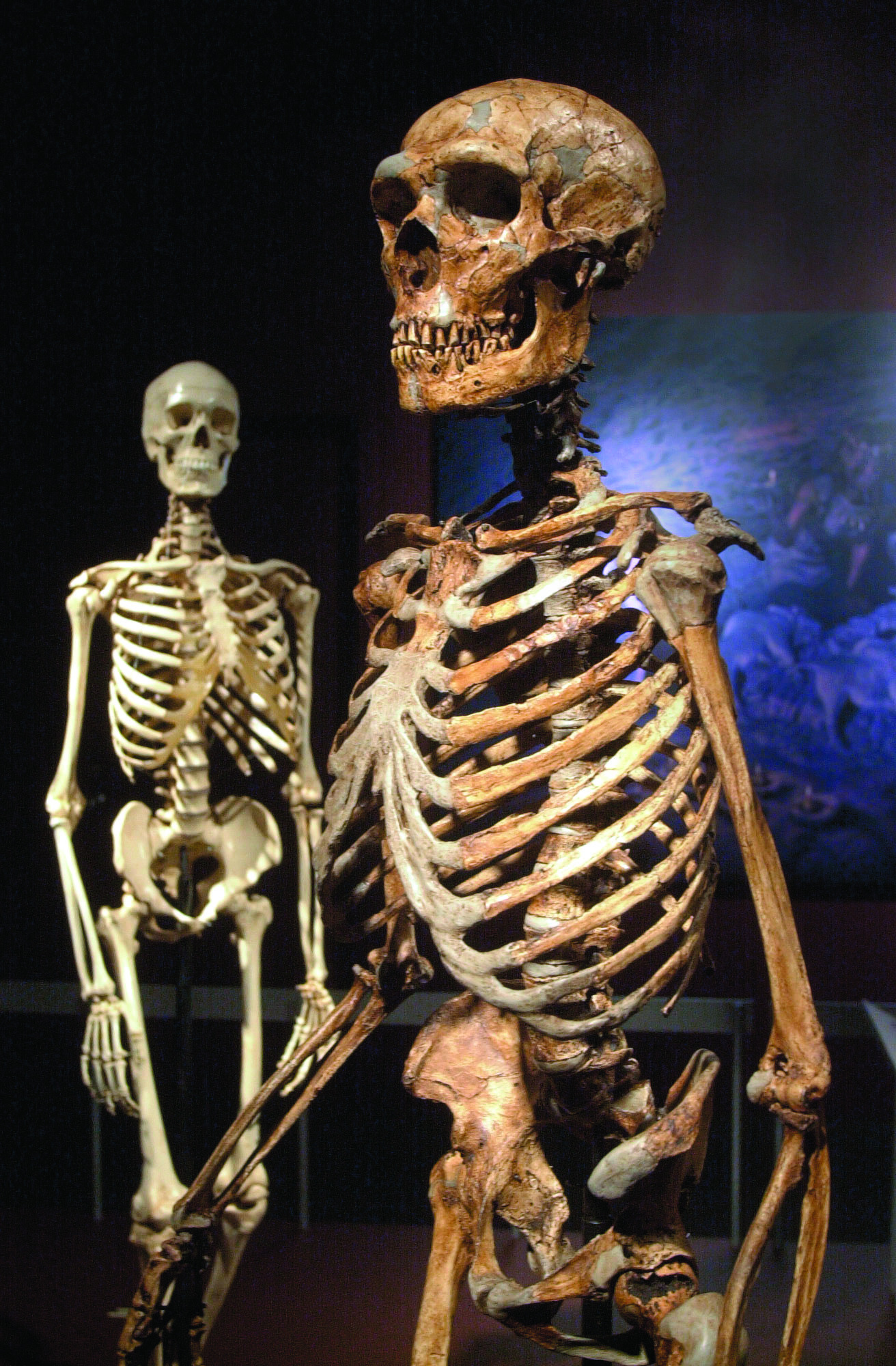 Study suggests Neanderthals died out earlier