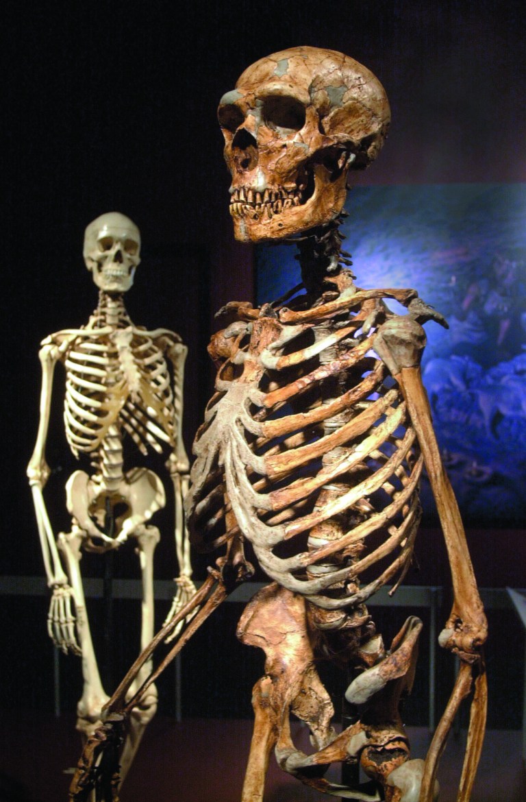 FILE - In this Jan. 8, 2003 file photo, a reconstructed Neanderthal skeleton, right, and a modern human version of a skeleton are on display at the Museum of Natural History in New York. Theories about when the last Neanderthals walked the Earth may have to be revised, according to a study published Monday, Feb. 4, 2013 that suggests they became extinct in their last refuge in Spain much earlier than previously thought. (AP Photo/Frank Franklin II, File)