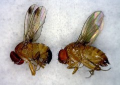 Northeast berry farms fight late-season fruit fly