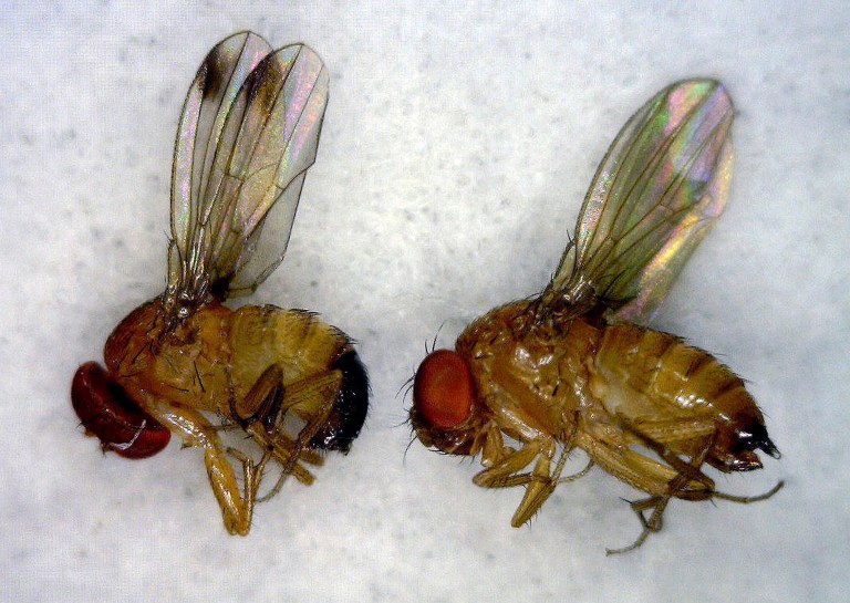 Northeast berry farms fight late-season fruit fly