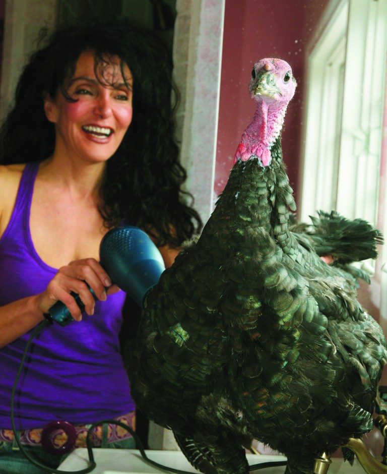 This Nov. 12, 2011 photo provided by Karen Dawn shows her pet turkey, Russell, getting his feathers blown dry at home in Pacific Palisades, Calif. They arrive stinky, so the first thing Dawn does is give them a bath and blow dry. 