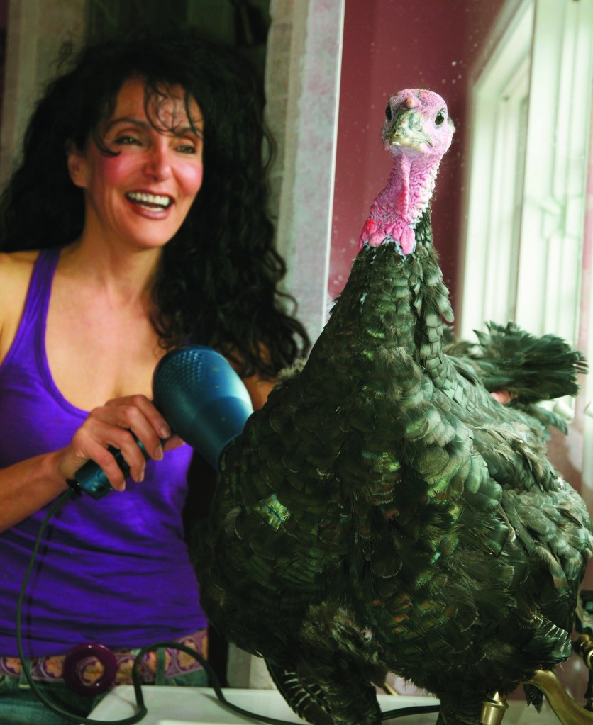 Turkeys: Some people eat them, some feed them