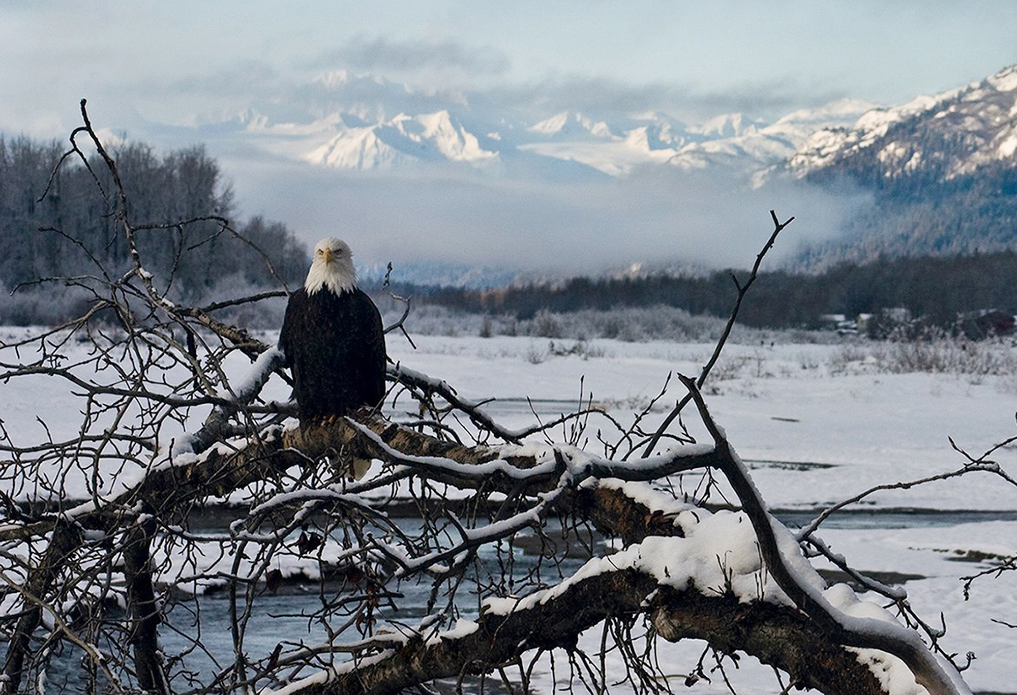 Bald eagle suspected in Alaska plane crash
