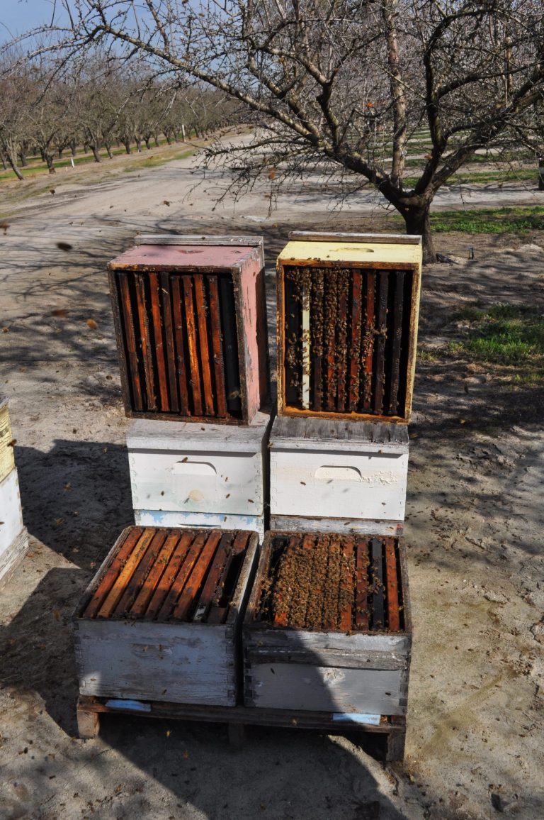 Almond pollination honey bee colonies. Both colonies arrived in California strong and apparently healthy, but within a week, the population of the colony on the left disappeared, with the population of the colony on the right remained strong and  healthy. In the vernacular, both were 8 framers, but one of them now is useless and the beekeeper won't get paid. Photo/Kim Flottum-Bee Culture Magazine