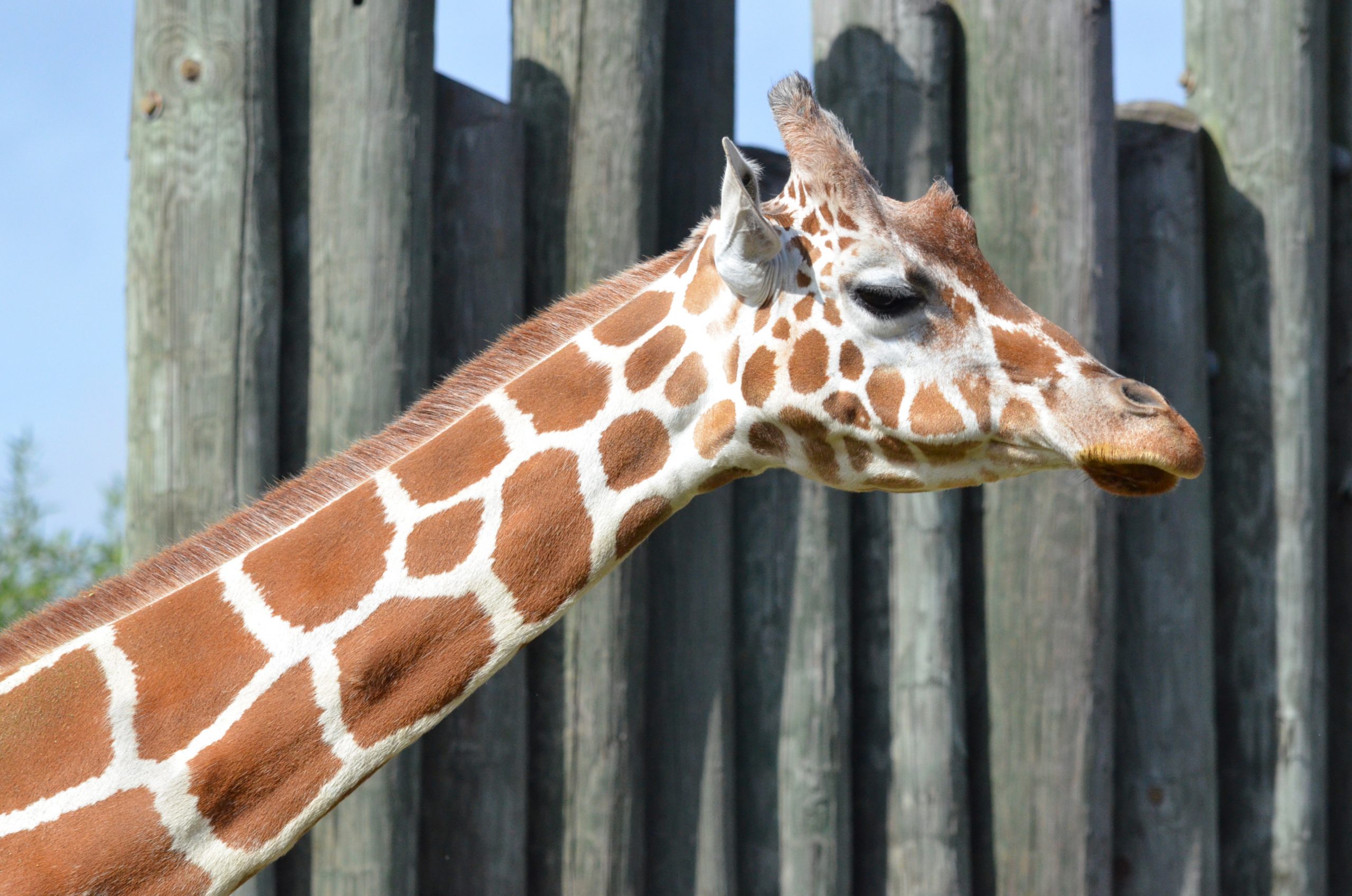 World’s oldest male giraffe dies