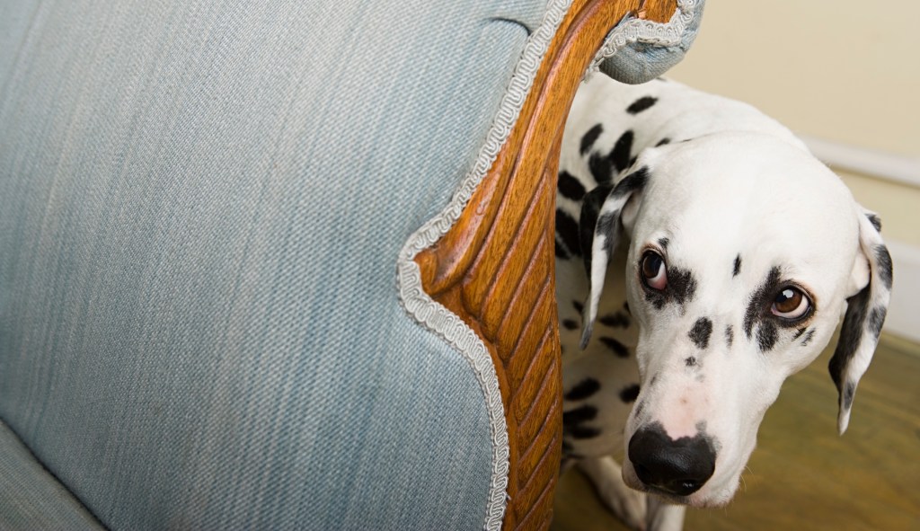 Cruelty to animals is a red flag for future violence
