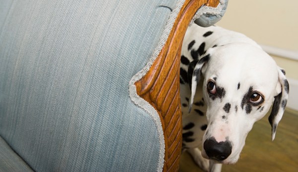 Cruelty to animals is a red flag for future violence