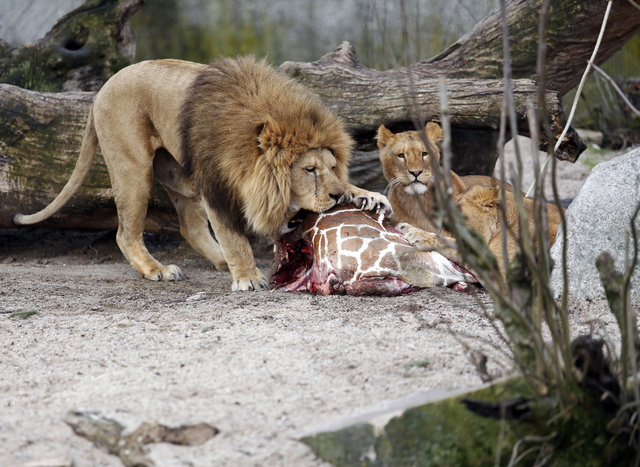 Thousands of zoo animals killed in Europe yearly