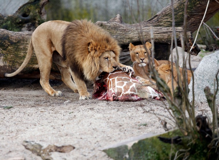 The carcass of Marius, a male giraffe, is eaten by lions after he was put down in Copenhagen Zoo on Sunday, Feb. 9, 2014. Copenhagen Zoo turned down offers from other zoos and 500,000 euros ($680,000) from a private individual to save the life of a healthy giraffe before killing and slaughtering it Sunday to follow inbreeding recommendations made by a European association. The 2-year-old male giraffe, named Marius, was put down using a bolt pistol and its meat will be fed to carnivores at the zoo, spokesman Tobias Stenbaek Bro said. Visitors, including children, were invited to watch while the giraffe was dissected. (AP Photo/POLFOTO, Rasmus Flindt Pedersen)  DENMARK OUT