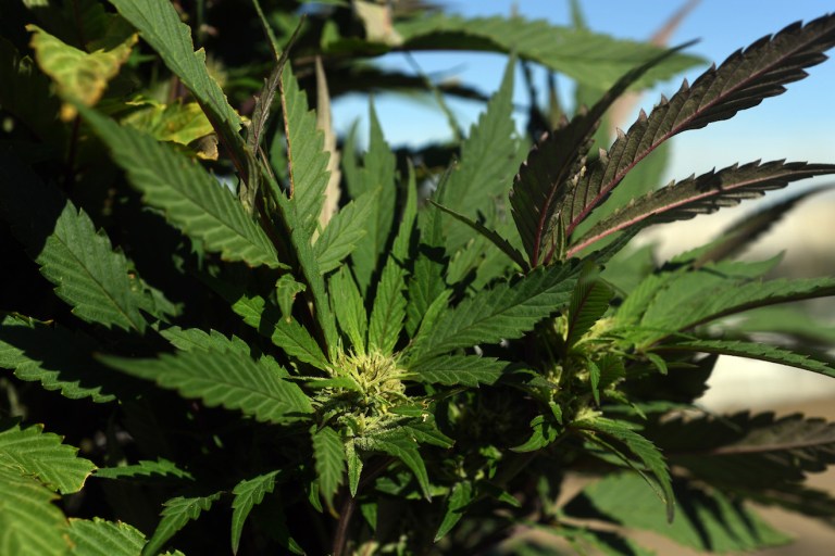 Donald Trump in 2016: ‘Let the States Work it Out’ on Marijuana Policy